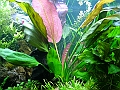 pianta centro 2